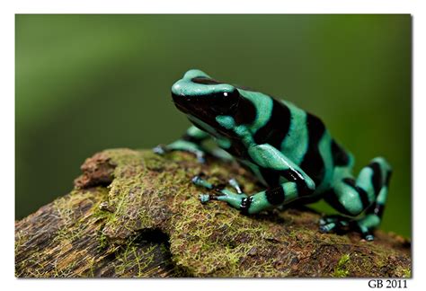 Yellow-Banded Poison Dart Frog:  This Brightly Colored Amphibian Possesses Toxic Skin and an Appetite for Ants!